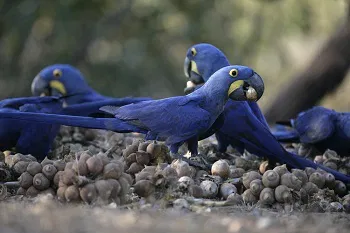 Arara Azul