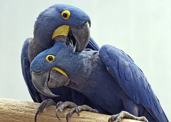 Arara Azul