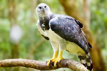 Aves Brasileiras