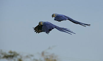 Aves Brasileiras
