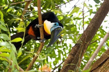 Aves Brasileiras