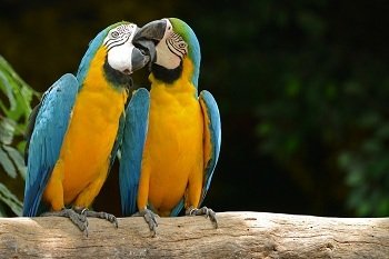 Aves Brasileiras