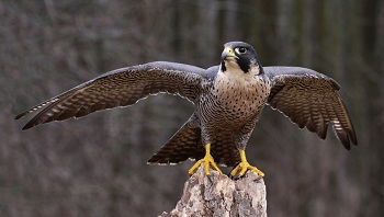 Aves Brasileiras