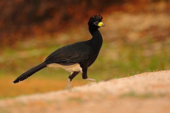 Aves Brasileiras