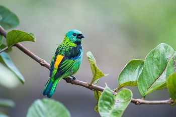 Aves Brasileiras