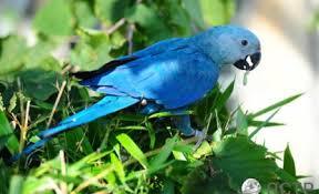 Ararinha Azul