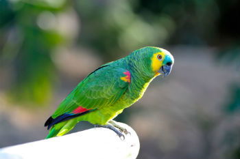 animais em extinção na floresta amazônica toda matéria