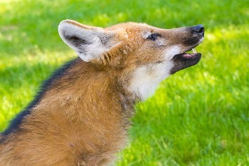 Lobo-Guará