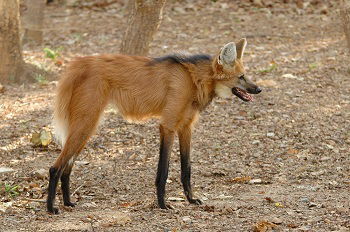 Lobo-Guará