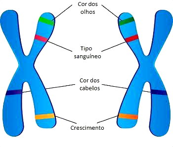 Cromossomos: o que são e tipos - Toda Matéria