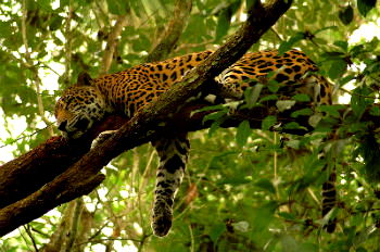 Onça Parda (Puma concolor)  Animais da caatinga, Floresta ica  animais, Animais em extinção