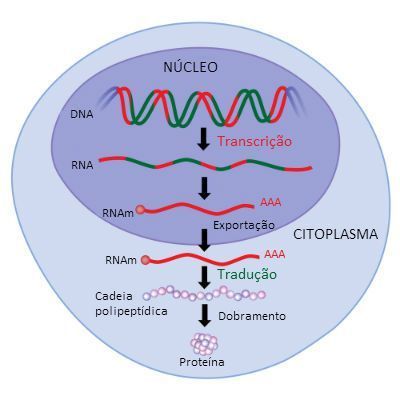 RNA