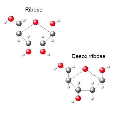 RNA