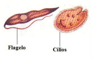 Resultado de imagen para centriolos flagelos y cilios