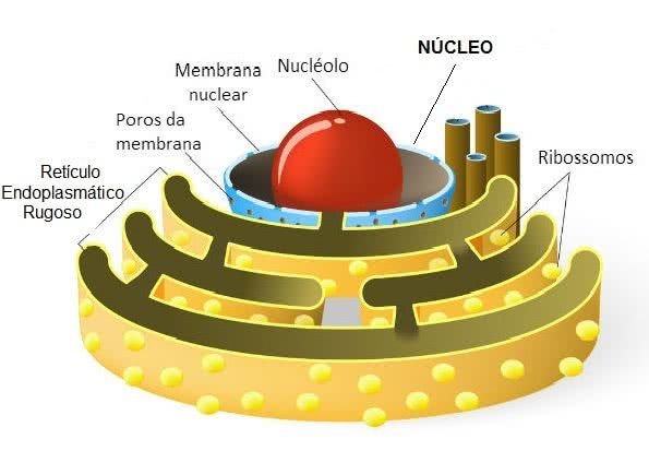 Nucléolo Celular