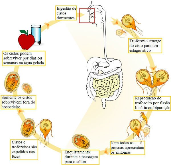 Giardia orvosság, Giardia duodenalis ciclo biologico