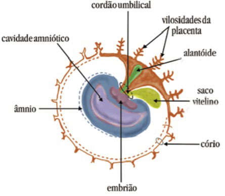 Anexos Embrionários