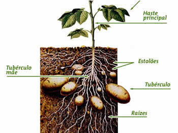 Tubérculo da batata