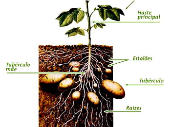 vegetais de caule subterrâneos