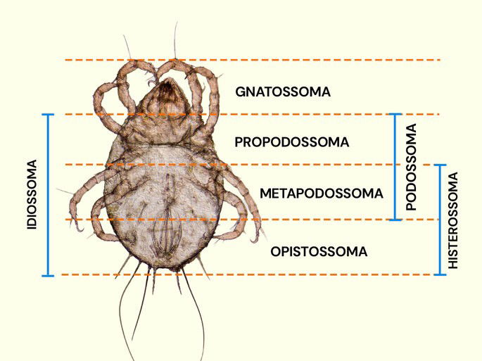 Morfologia do Ácaro