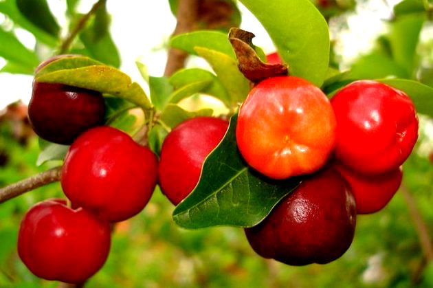 acerola