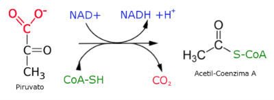 Reação de Formação do Acetil-CoA