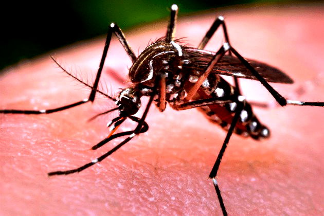 Mosquito Aedes Aegypti: ciclo de vida e a transmissão de doenças - Toda Matéria