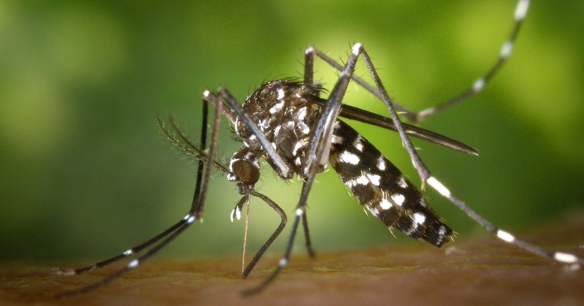 Mosquito Aedes Aegypti: Ciclo De Vida E A Transmissão De Doenças - Toda ...