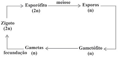 Mitose e meiose: tabela comparativa e exercícios - Escola Kids