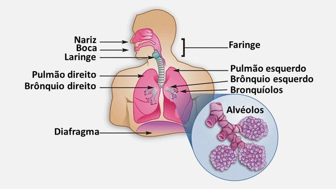 alveolos pulmonares