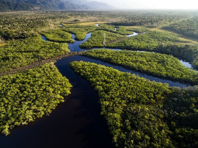 Vista aérea da floresta amazônica