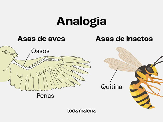 Imagem representativa comparando as asas de aves e de insetos como um exemplo de analogia na biologia