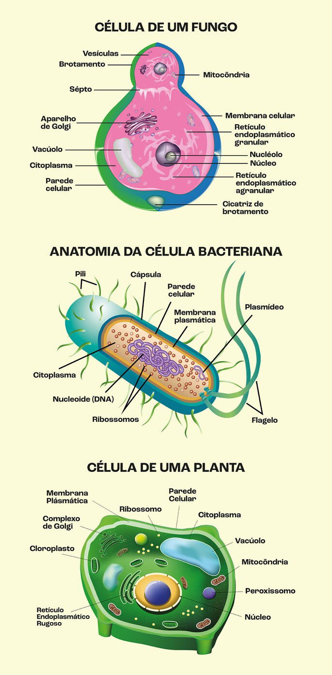 Anatomia celular de bactérias, fungos e célula vegetal