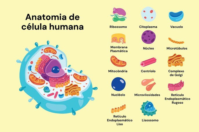 Citoplasma