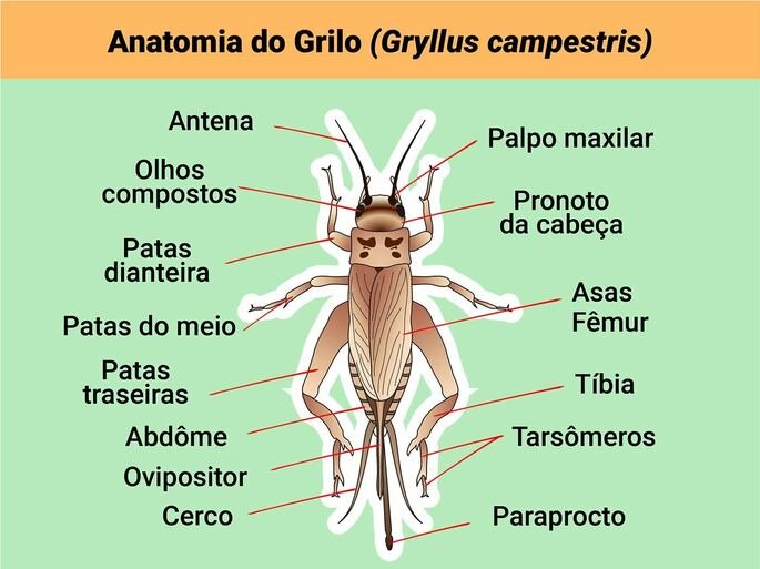 Anatomia do grilo - imagem 1
