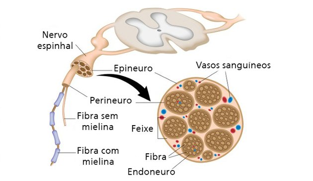 anatomia dos nervos