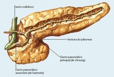 Anatomia do pÃ¢ncreas