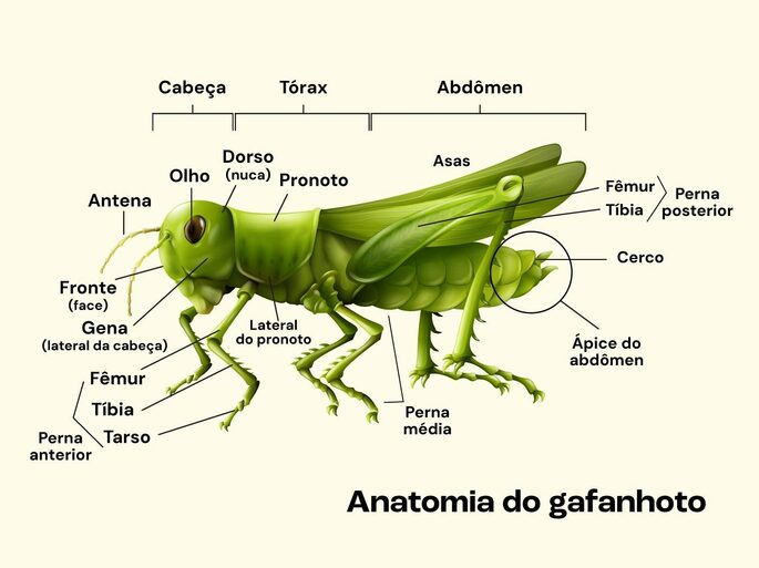 Anatomia dos gafanhotos