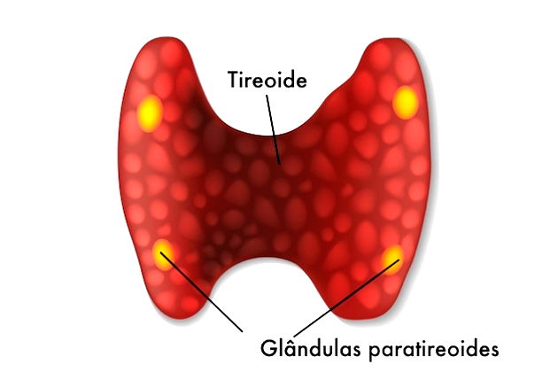 anatomia paratiroidea