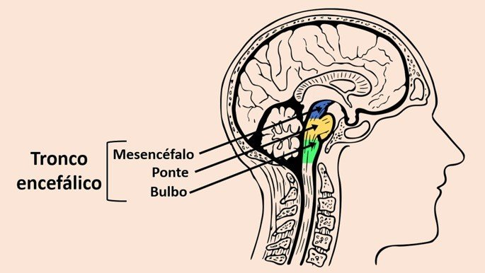 Anatomia do tronco encefálico