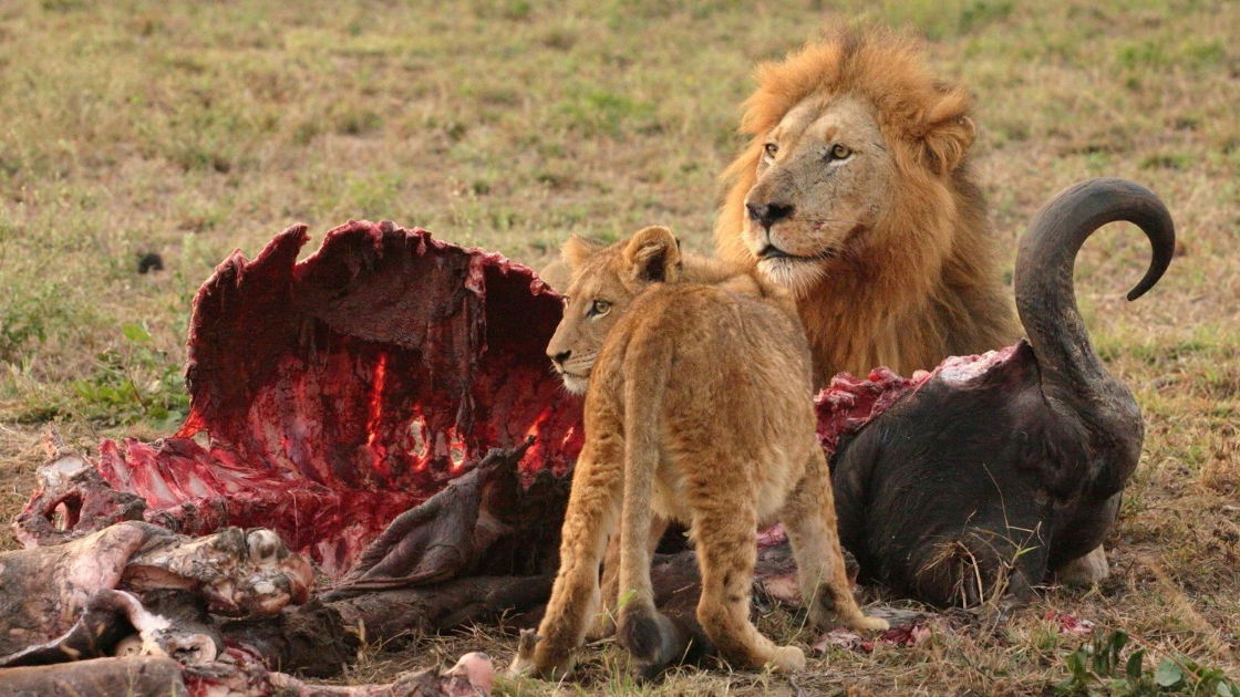 Mundo jurássico - animal carnívoro e provavelmente alimentava-se