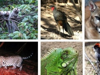 Animais da Caatinga - Toda Matéria