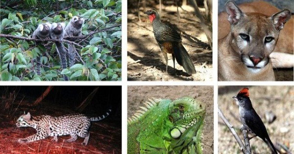 Animais da Caatinga