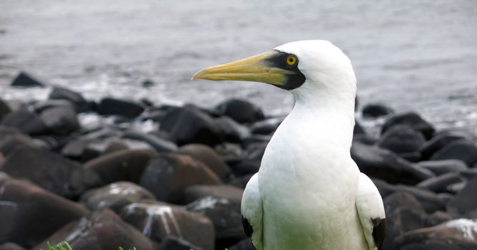 Animais de A-Z (em ordem alfabética)