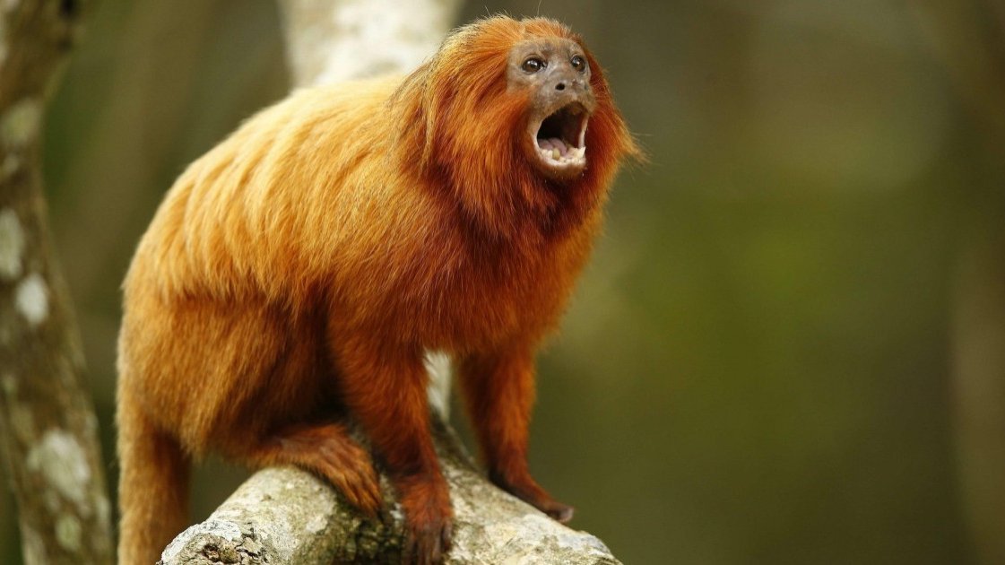 Macaco-aranha-de-cara-vermelha