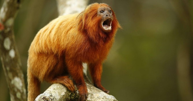 Animais em Extinção no Brasil