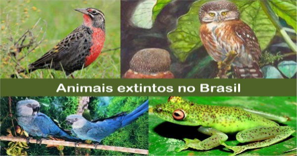 Animais Extintos - Biologia Enem