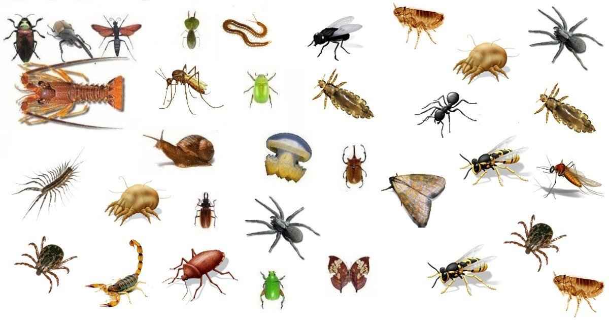 São Exemplos De Animais Invertebrados De Vida Aquática