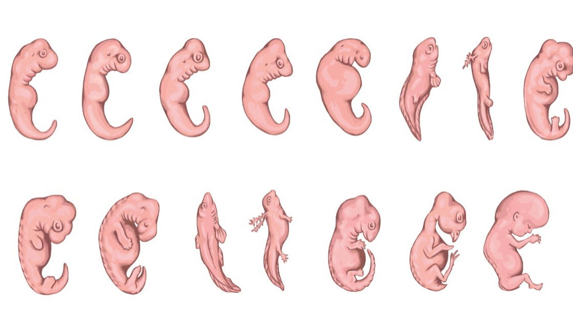 Sistema esquelético do subfilo dos vertebrados