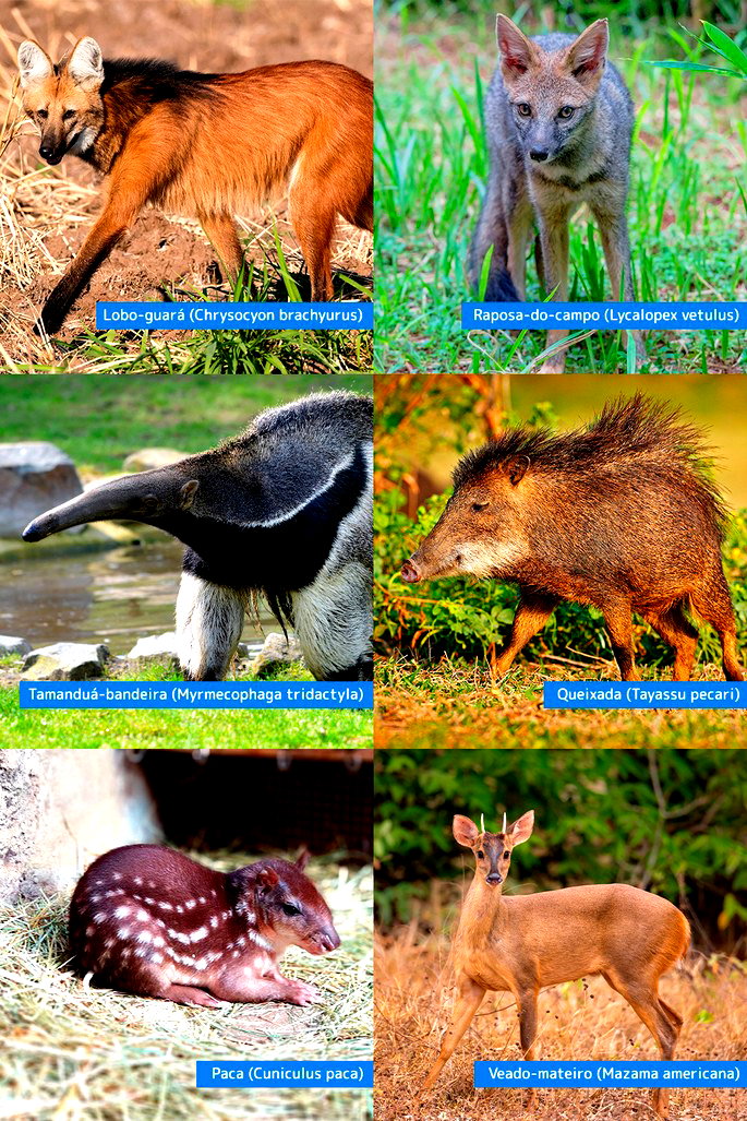 Fauna brasileira: o que é e quais são os animais - Toda Matéria